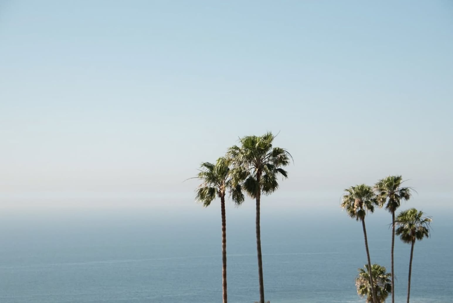 Tall palms standing against a pale sky above a flat, hazy ocean